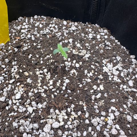 TheeThee #1 growlog timeline photo