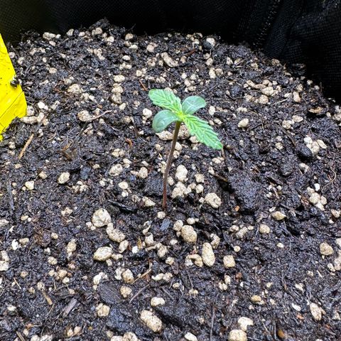 TheeThee #1 growlog timeline photo