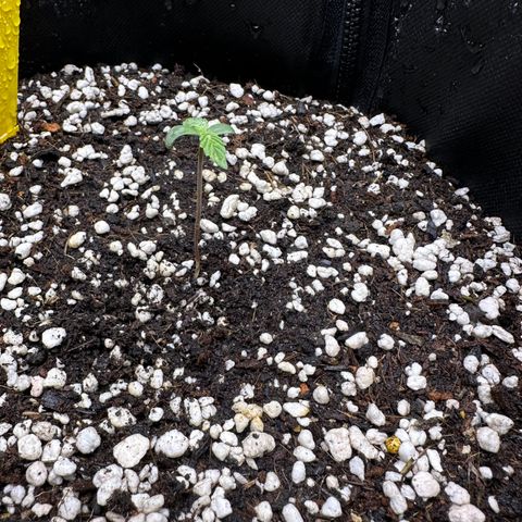 TheeThee #1 growlog timeline photo
