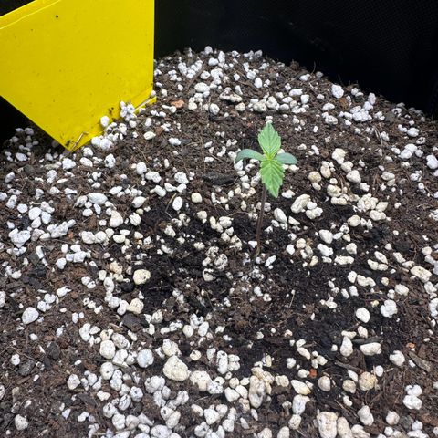 TheeThee #1 growlog timeline photo
