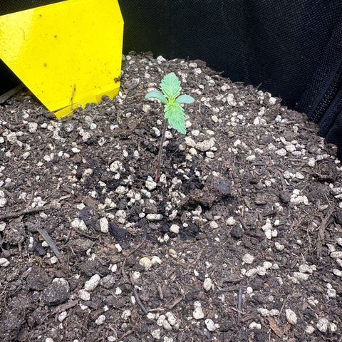 TheeThee #1 growlog timeline photo