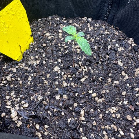 TheeThee #1 growlog timeline photo