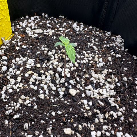 TheeThee #1 growlog timeline photo