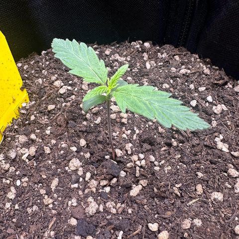 TheeThee #1 growlog timeline photo