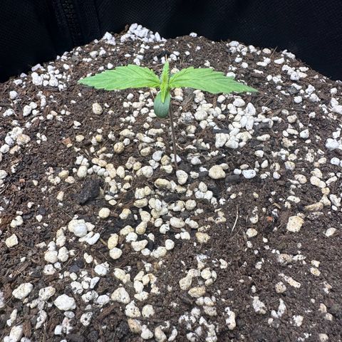 TheeThee #1 growlog timeline photo
