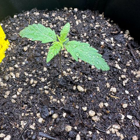 TheeThee #1 growlog timeline photo