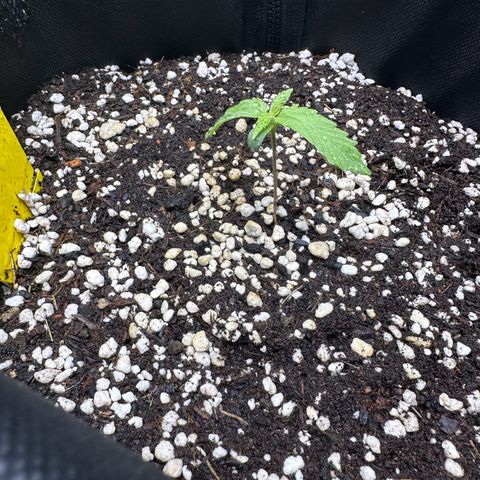 TheeThee #1 growlog timeline photo