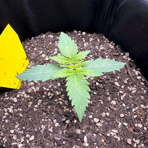 TheeThee #1 growlog timeline photo
