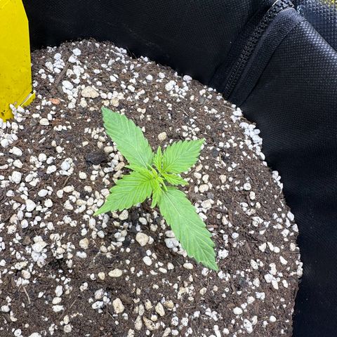 TheeThee #1 growlog timeline photo