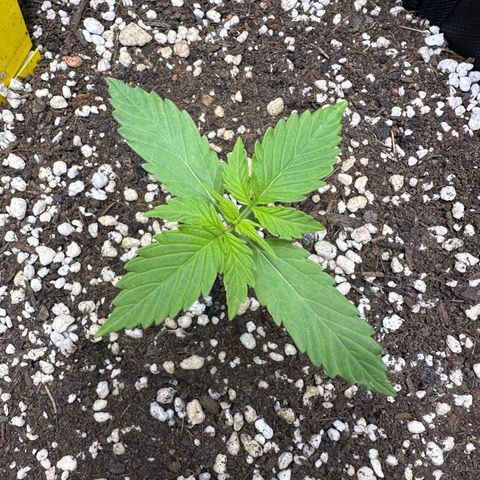 TheeThee #1 growlog timeline photo