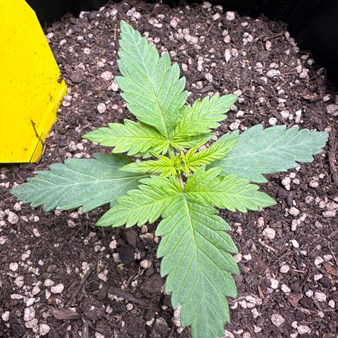 TheeThee #1 growlog timeline photo