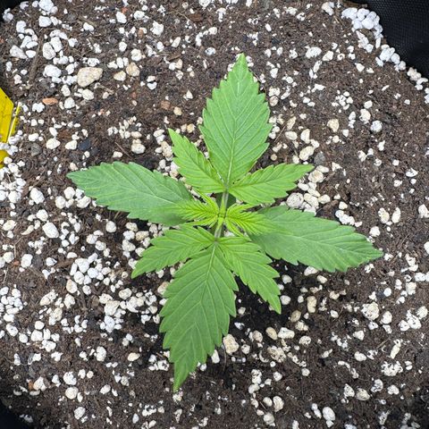 TheeThee #1 growlog timeline photo