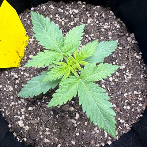 TheeThee #1 growlog timeline photo