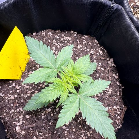 TheeThee #1 growlog timeline photo