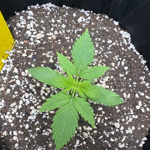 TheeThee #1 growlog timeline photo