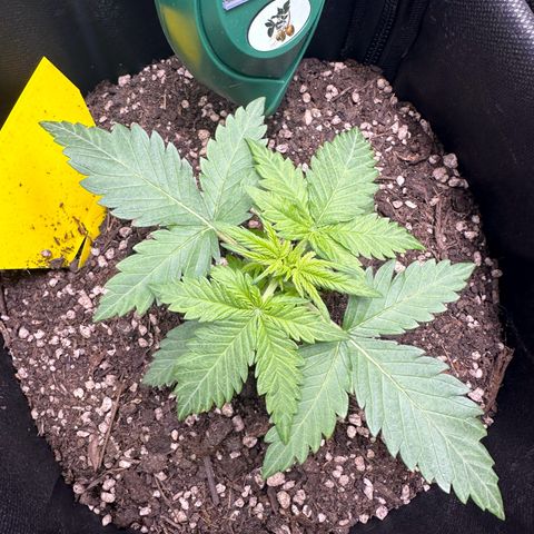 TheeThee #1 growlog timeline photo