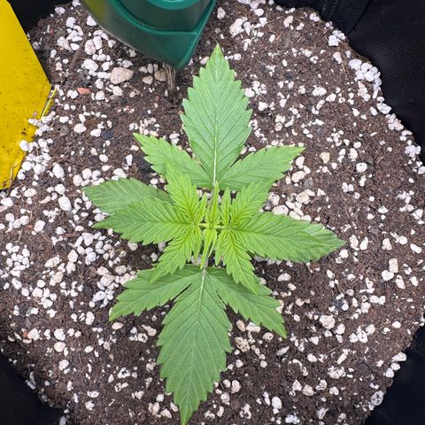 TheeThee #1 growlog timeline photo