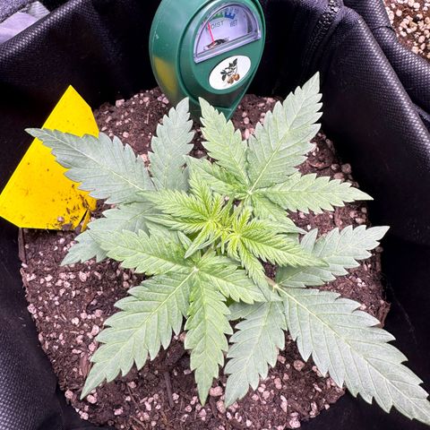 TheeThee #1 growlog timeline photo