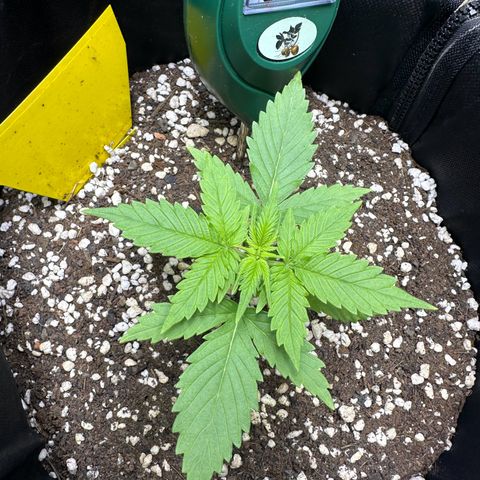 TheeThee #1 growlog timeline photo