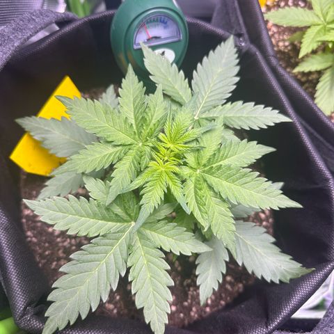 TheeThee #1 growlog timeline photo
