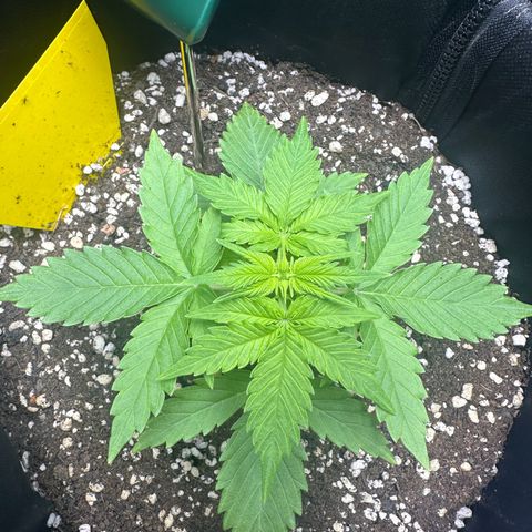 TheeThee #1 growlog timeline photo