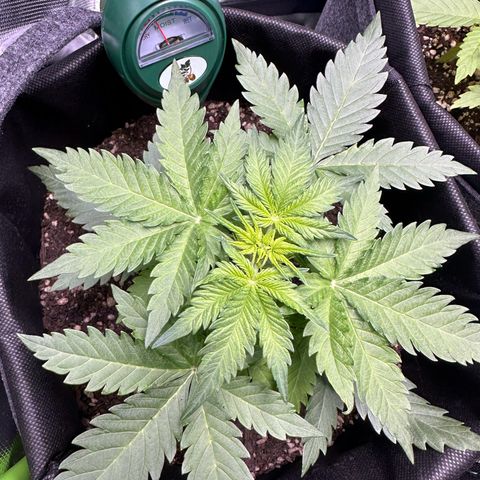 TheeThee #1 growlog timeline photo