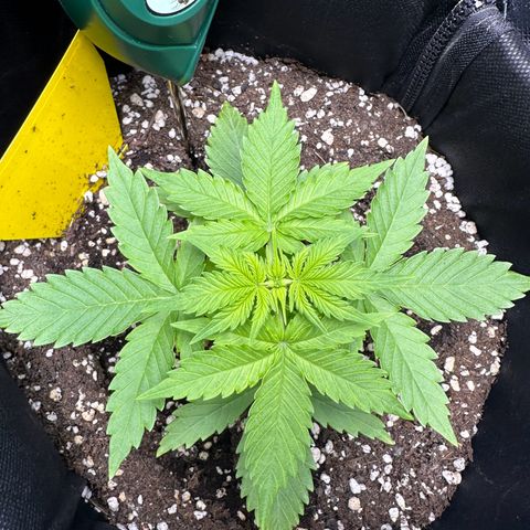 TheeThee #1 growlog timeline photo