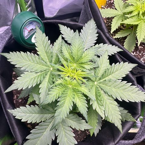 TheeThee #1 growlog timeline photo