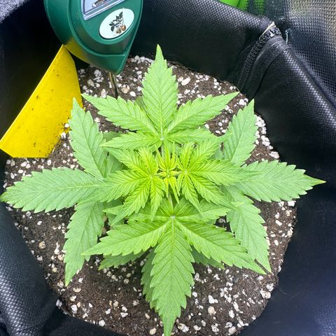 TheeThee #1 growlog timeline photo
