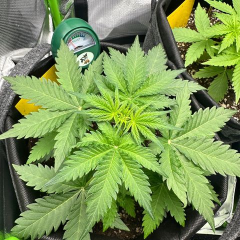 TheeThee #1 growlog timeline photo