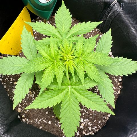 TheeThee #1 growlog timeline photo