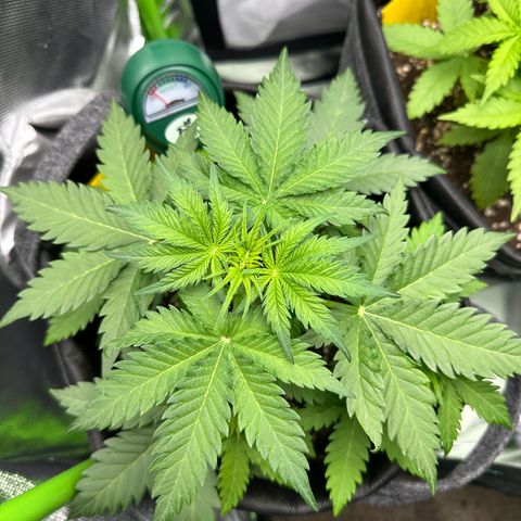 TheeThee #1 growlog timeline photo