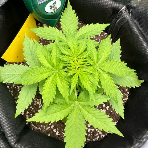 TheeThee #1 growlog timeline photo