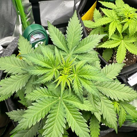 TheeThee #1 growlog timeline photo