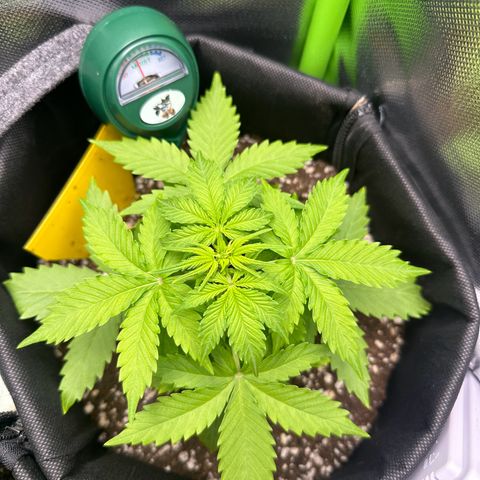 TheeThee #1 growlog timeline photo