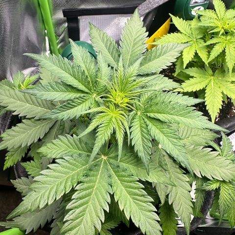 TheeThee #1 growlog timeline photo