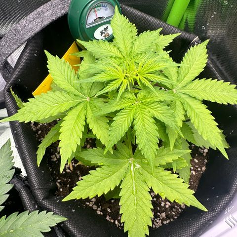 TheeThee #1 growlog timeline photo
