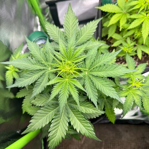 TheeThee #1 growlog timeline photo