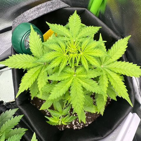 TheeThee #1 growlog timeline photo