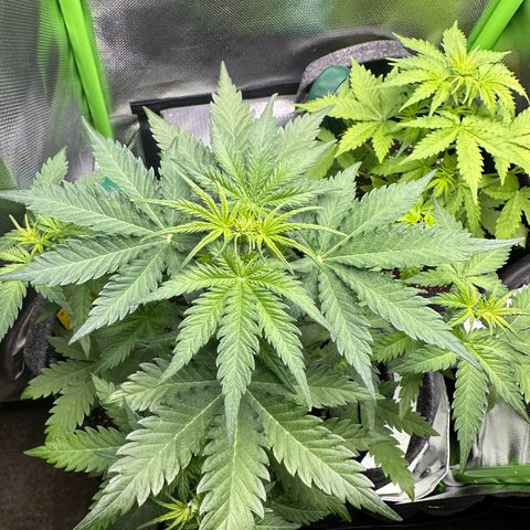 TheeThee #1 growlog timeline photo