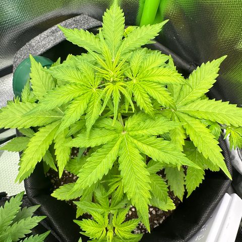 TheeThee #1 growlog timeline photo