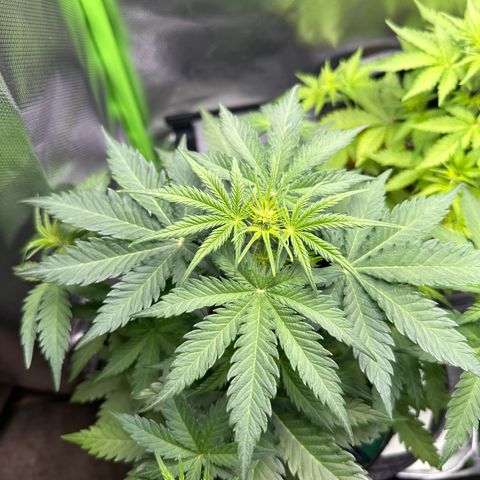 TheeThee #1 growlog timeline photo