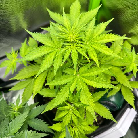 TheeThee #1 growlog timeline photo