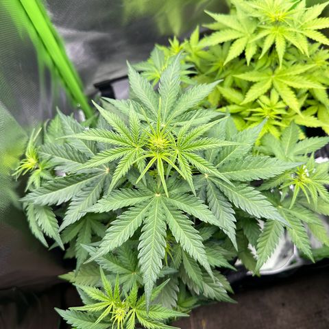 TheeThee #1 growlog timeline photo