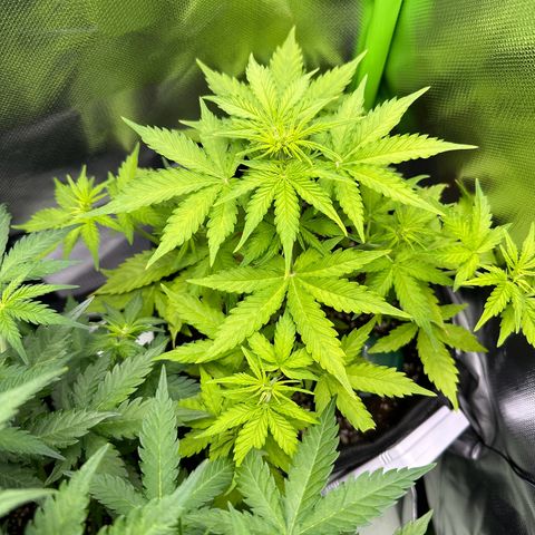TheeThee #1 growlog timeline photo