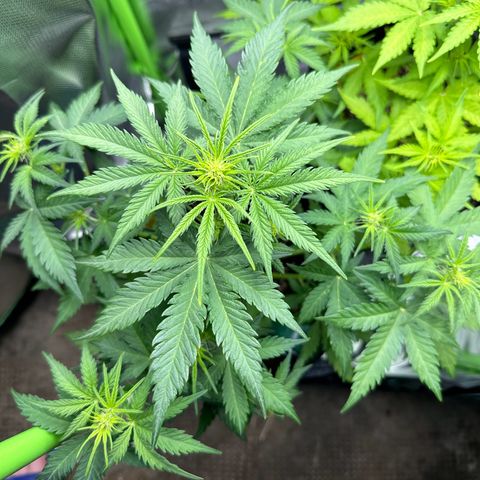 TheeThee #1 growlog timeline photo