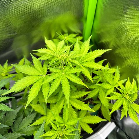 TheeThee #1 growlog timeline photo