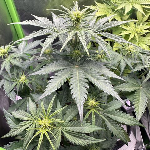 TheeThee #1 growlog timeline photo