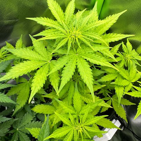 TheeThee #1 growlog timeline photo