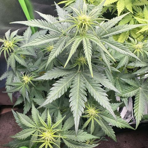 TheeThee #1 growlog timeline photo